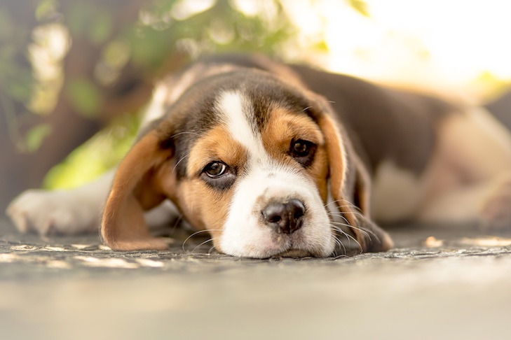 Constipação canina: remédios caseiros e quando chamar o veterinário