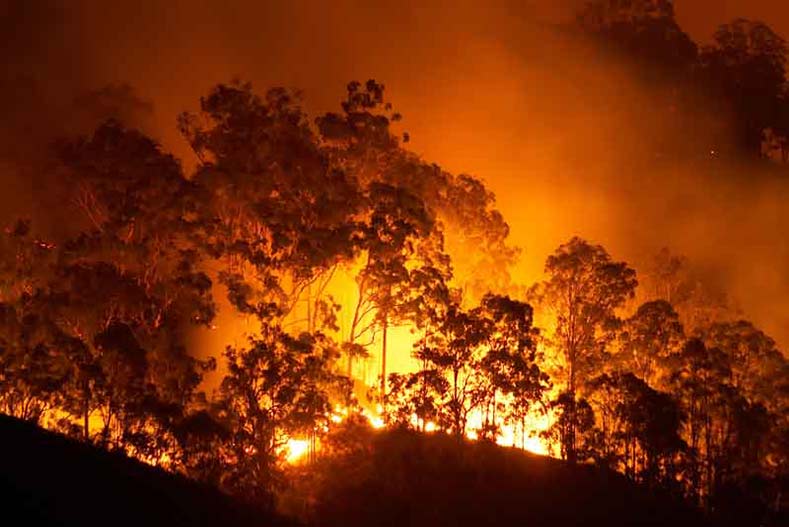 Como os incêndios florestais e a fumaça afetam os cães?