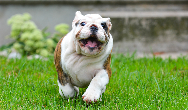 Controle de impulso para cães: treinamento de autocontrole de cães