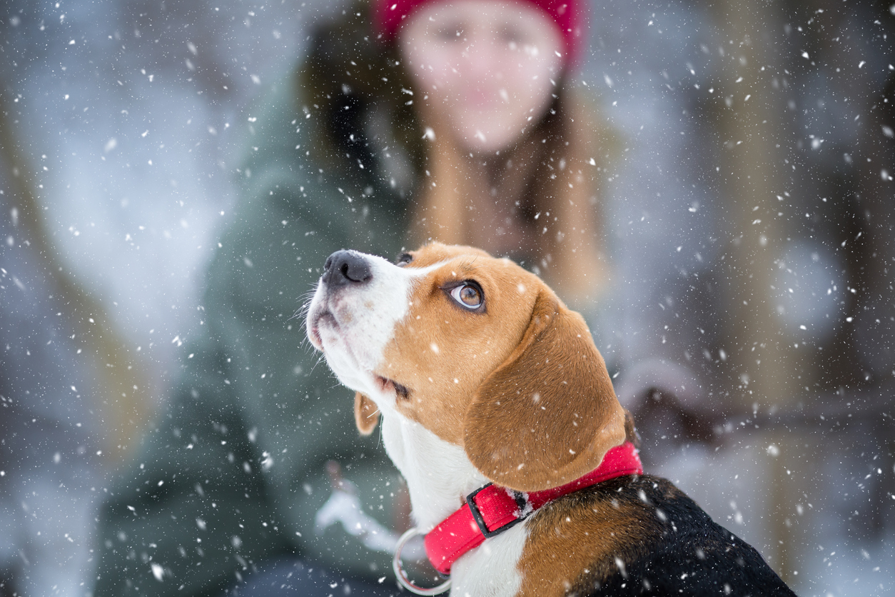 Segurança no inverno: que temperatura é muito fria para os cães?  – The Dog Blog