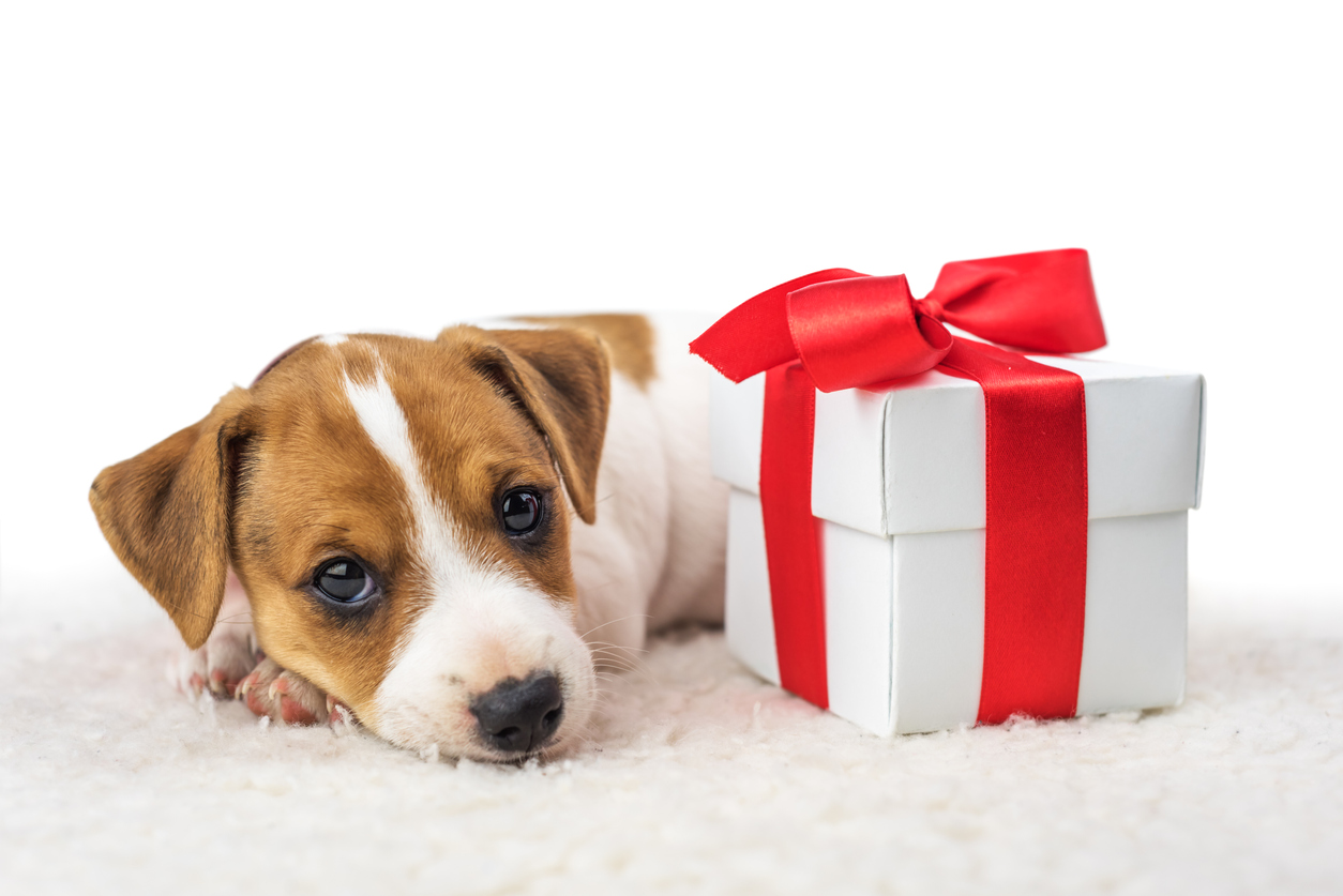 O que considerar antes de dar a alguém um cachorrinho de Natal – The Dog Blog