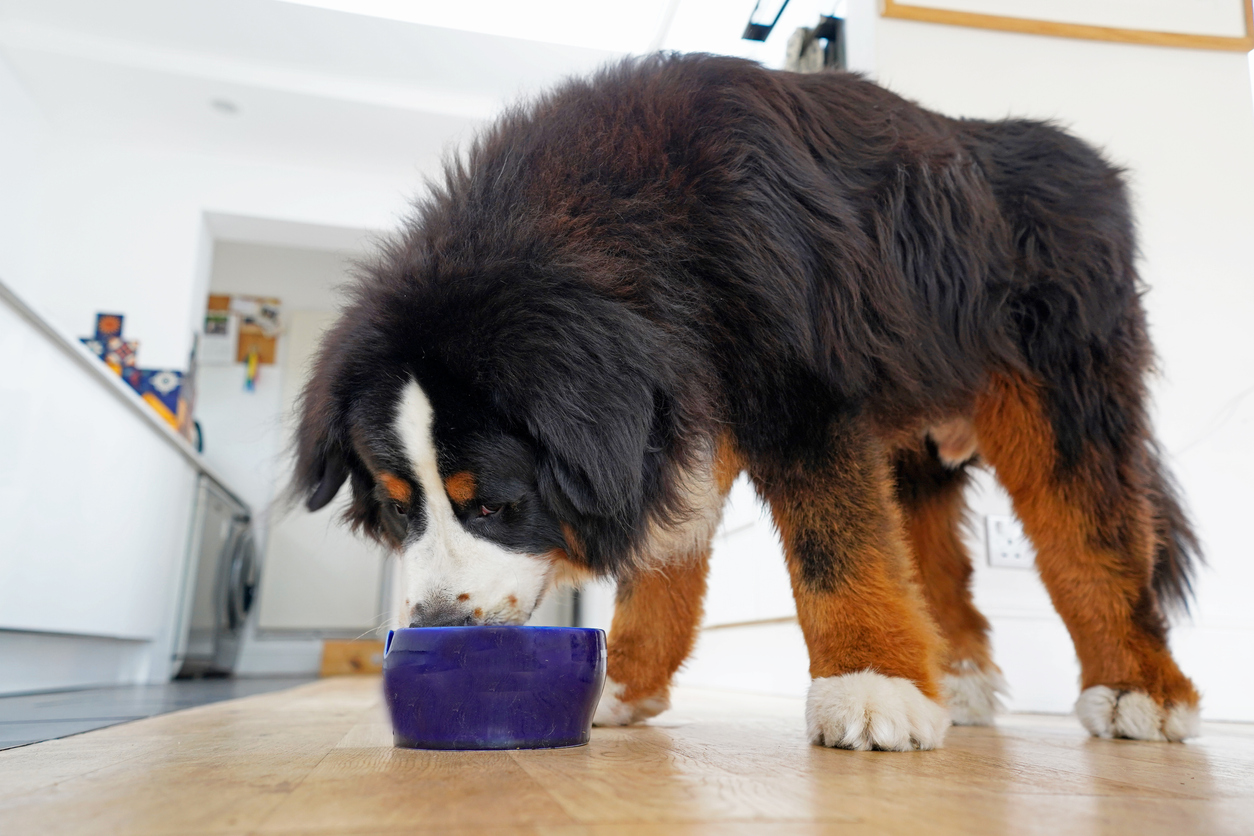 Comida de cachorro úmida vs. seca: o que é melhor para seu amigo peludo?  – The Dog Blog