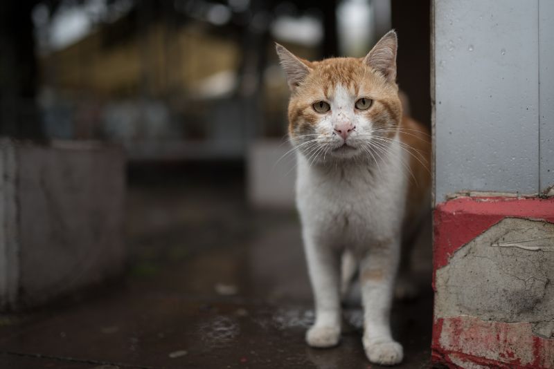 Tanto amor para dar: como as comunidades podem ajudar gatos selvagens (e gatos de rua!) |  Cat Care of Vinings