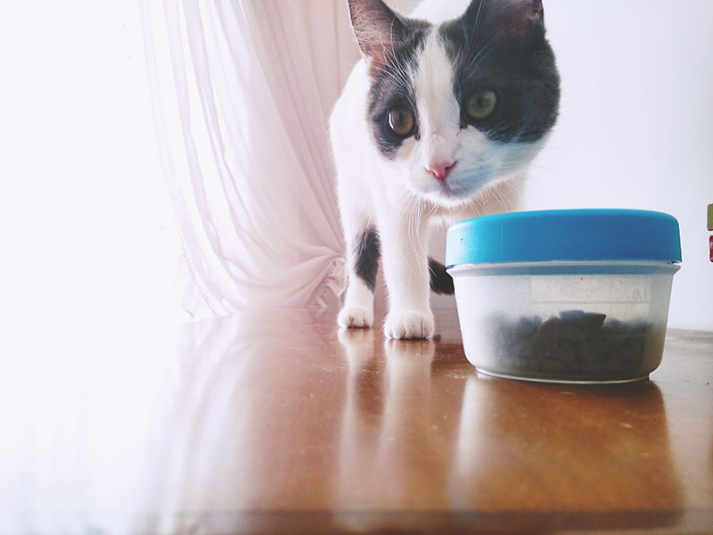 Quanto tempo os gatos podem passar sem comer e sobreviver?