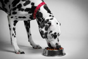 Melhor nutrição para exposições e esportes caninos – American Kennel Club