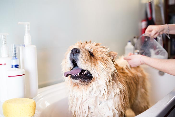 Quantas vezes você deve dar banho em seu cão?