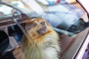 O que fazer se você vir um cachorro em um carro quente