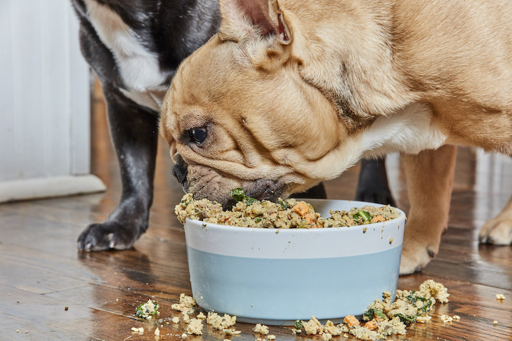 Quantas vezes por dia um cachorro deve comer?  Aqui estão algumas diretrizes