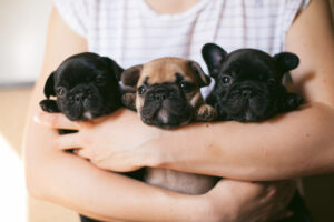 Como treinar um filhote de cachorro Bulldog Francês: Linha do Tempo de Crescimento do Frenchie