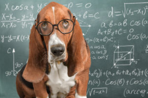 Como calcular a idade do seu cachorro em anos humanos (não é como você espera) – The Dog Blog