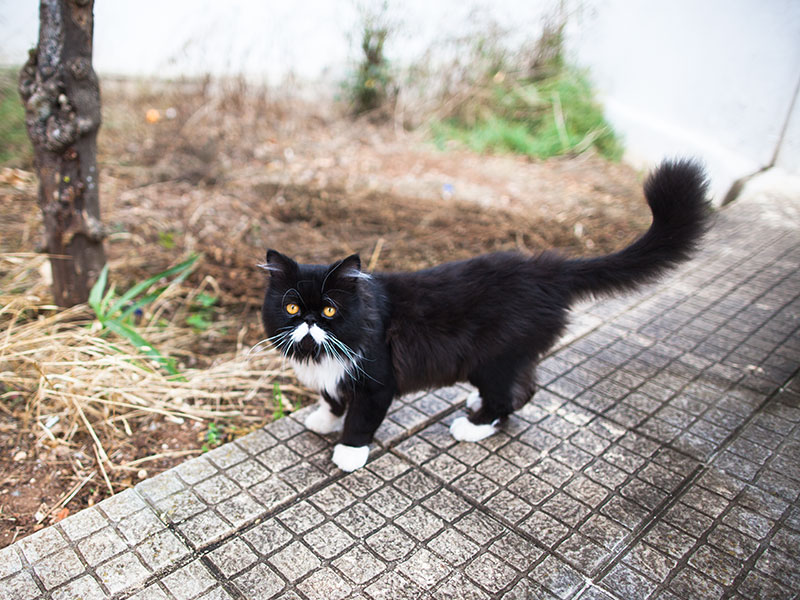 Quantas vidas os gatos têm?  Por que alguns dizem que têm 6, 7 ou 9?