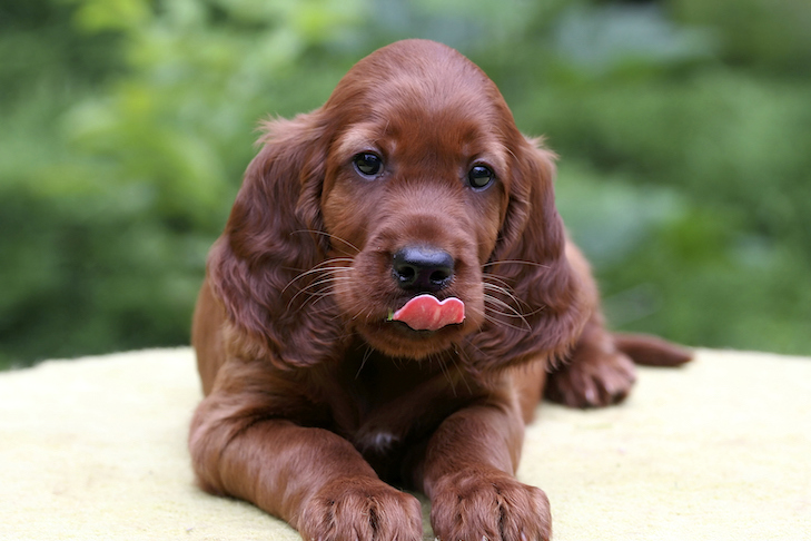 O que fazer se seu cachorro comer chiclete acidentalmente