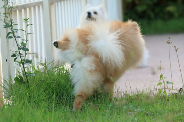 Limitando a questão da marcação de cães – American Kennel Club