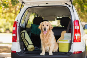 Destino: FUN!  Nossas melhores dicas para tirar férias com seu cachorro – The Dog Blog
