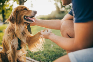 Perguntas e respostas sobre comida de cachorro para idosos – The Dog Blog