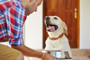 Comida de cachorro fresca vs crua vs ração: qual dieta é melhor para seu cão?
