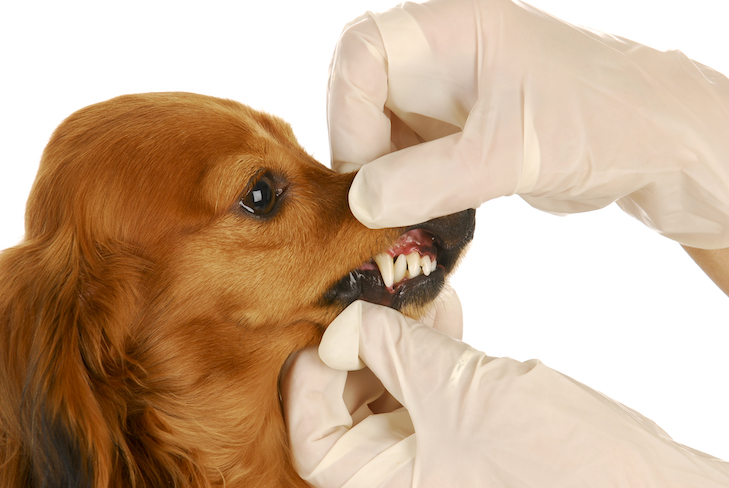 Os cães pequenos têm mais problemas dentários do que os cães grandes?