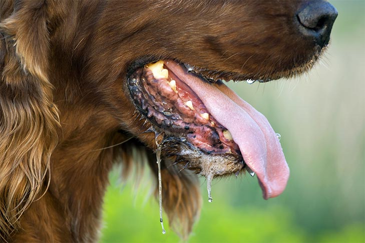 Como se livrar do hálito fedorento de cachorro