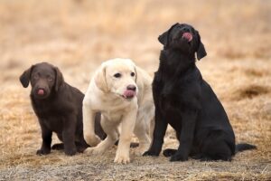 Como treinar um filhote de cachorro Labrador Retriever: Milestone Timeline – American Kennel Club