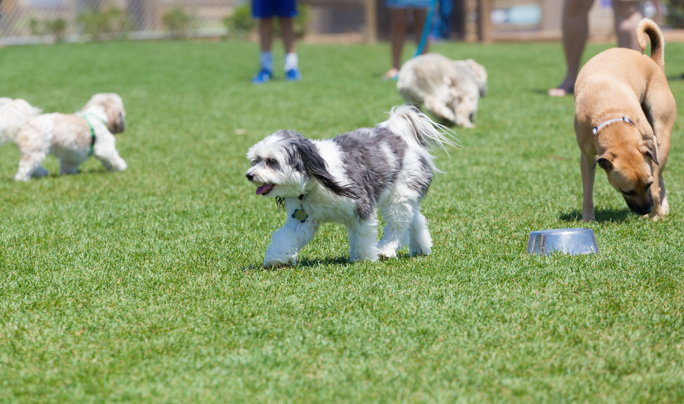 Picking the Best Dog Park – The Dog Blog