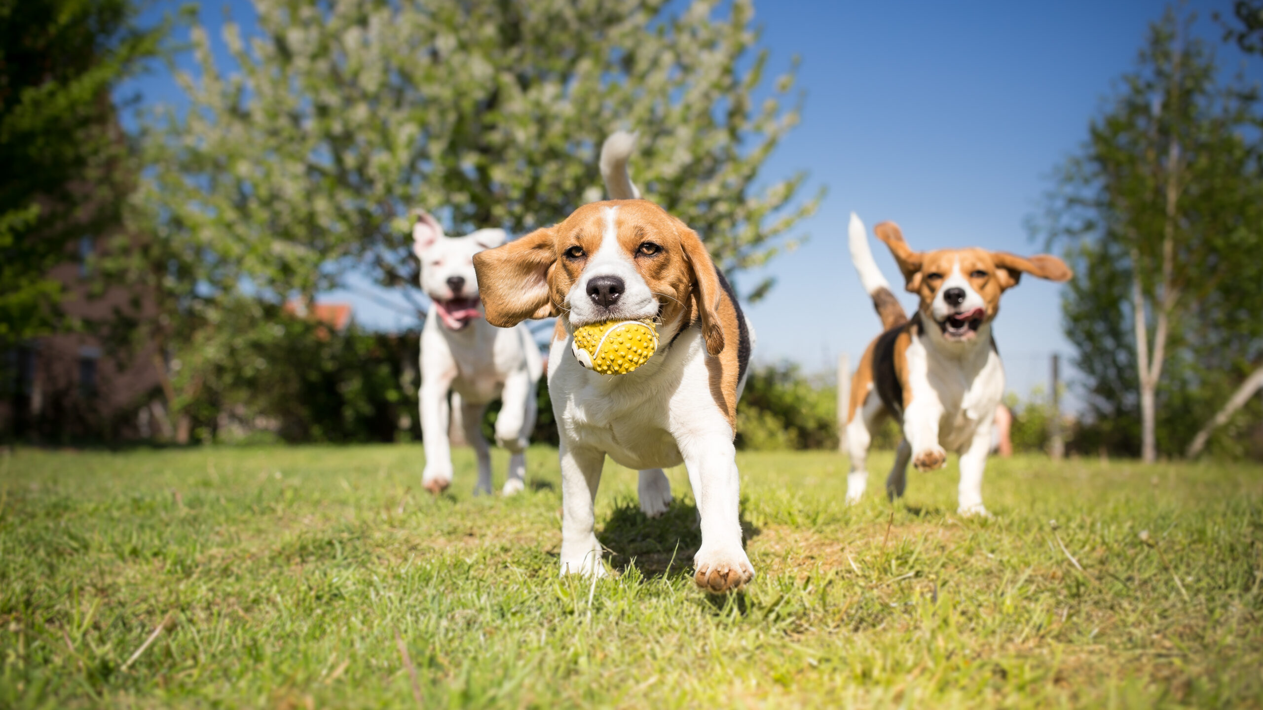 4 dicas para socializar seu novo cachorro – o blog do cachorro