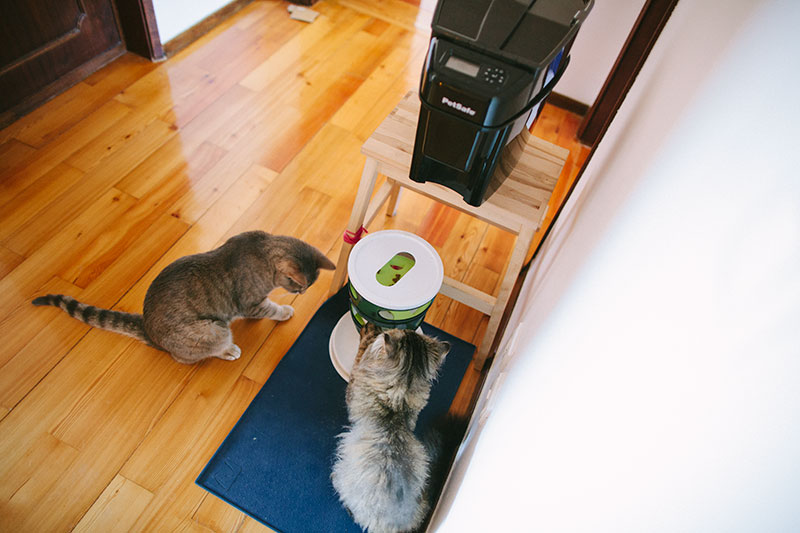 Timed Cat Feeders: Preventing Hunger & Eating Too Much, Too Quickly