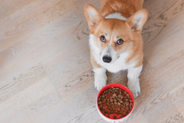 Contabilizando o gosto: o que os cães acham mais delicioso?  – American Kennel Club