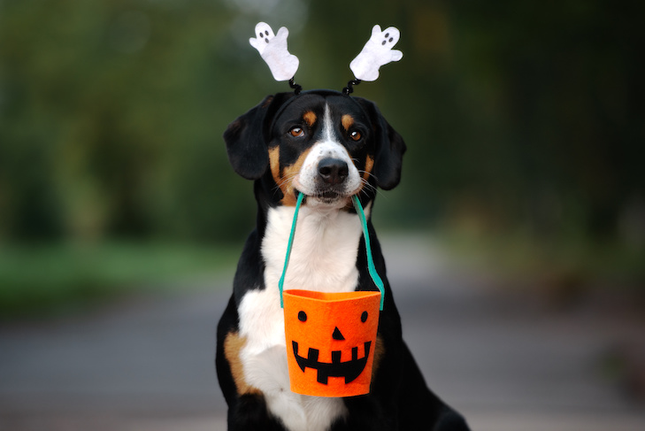 Perigos do Halloween para cães: estatísticas e dicas – American Kennel Club