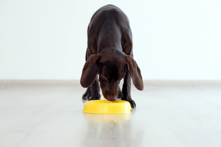 A abóbora pode ajudar com diarreia canina?