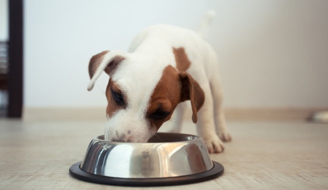 Quando se trata de comida, dê ao seu cachorro um para crescer!  – The Dog Blog