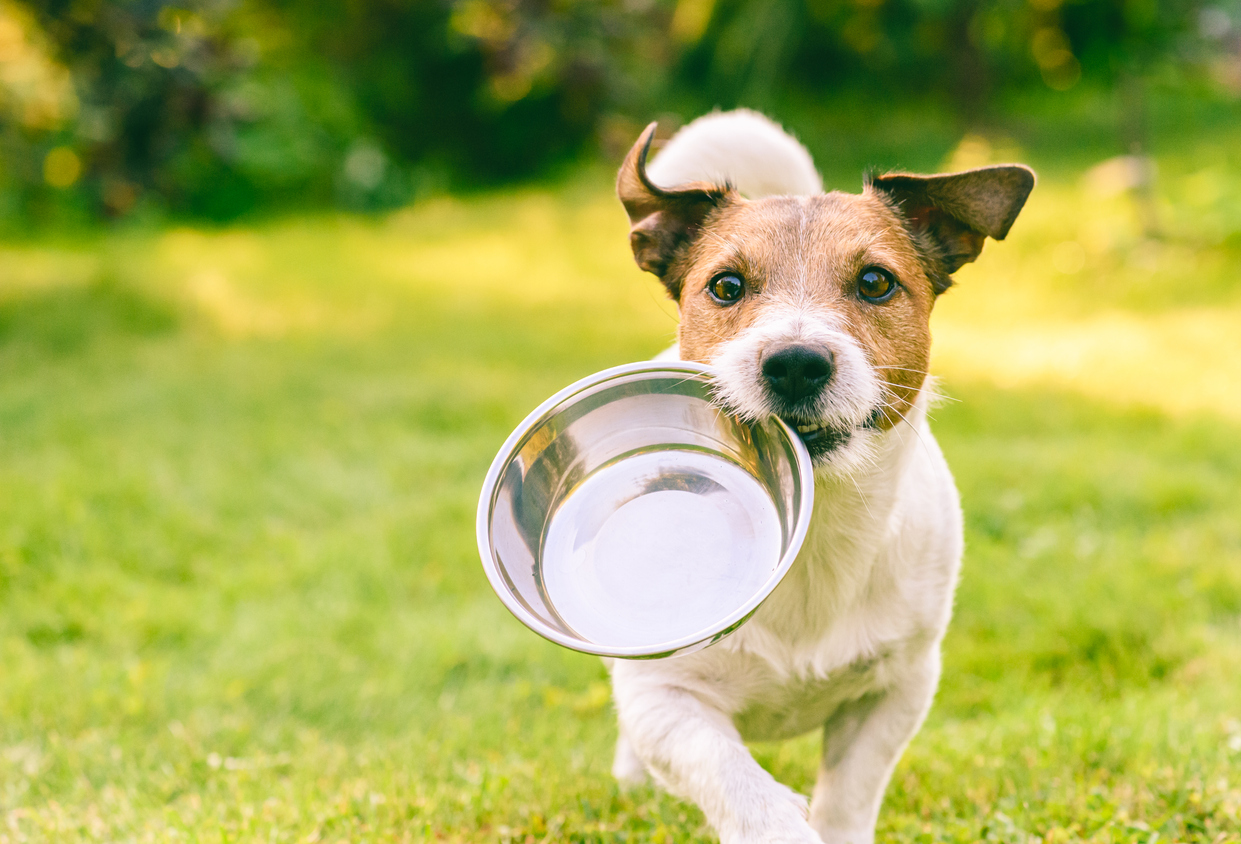 Hábitos alimentares de cães: que tipo de comedor é seu cão?  – The Dog Blog