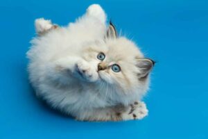 Um ano purr-fect: Cat Care dos 5 principais blogs de cuidados com gatos de Vinings de 2018