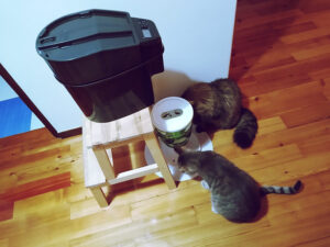 Solução fácil: como impedir que os gatos comam a comida uns dos outros