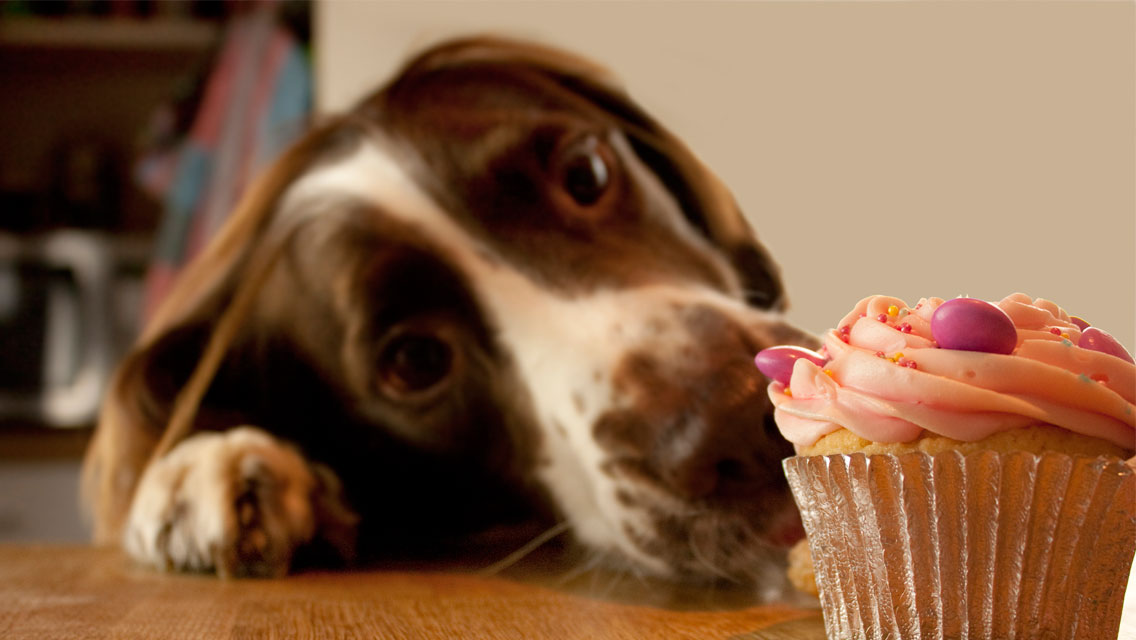 Receita de bolo de aniversário para cães: como fazer guloseimas para cães