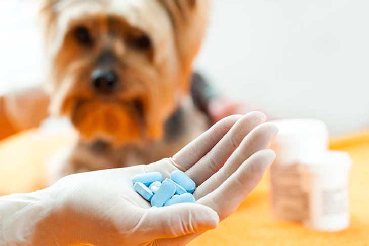 Meu Cachorro Comeu Meus Comprimidos!  10 medicamentos humanos mais perigosos para animais de estimação