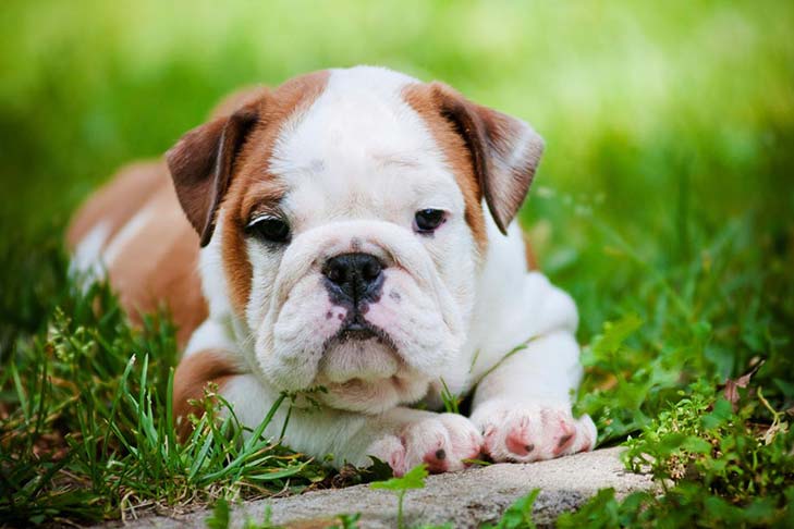 Cronograma de treinamento do Bulldog Puppy: O que esperar e quando esperar – American Kennel Club