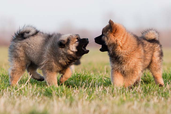 Cão Reativo vs. Cão Agressivo