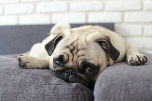 Por que meu cachorro mastiga meus móveis e rodapés?  – American Kennel Club
