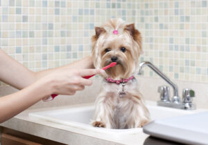 Doggy Dental Care: dicas para ajudar a cuidar dos dentes do seu cachorro – The Dog Blog