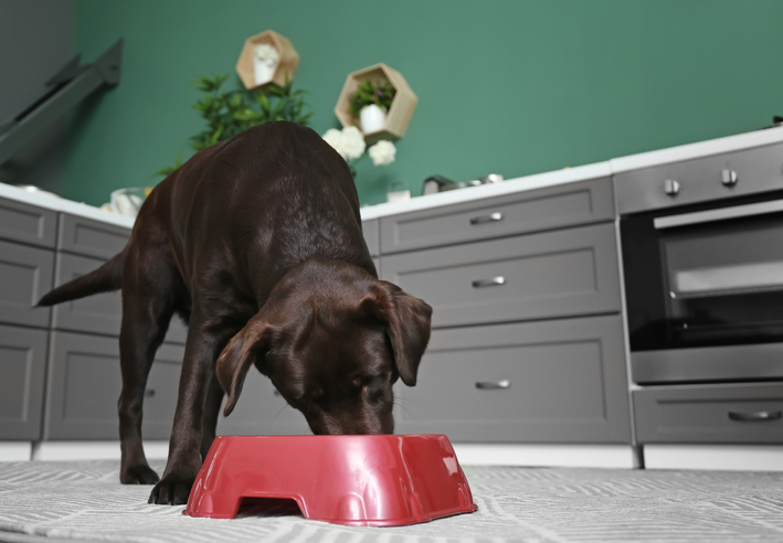 Como escolher a comida certa pode melhorar a hora das refeições para seu cachorro – The Dog Blog