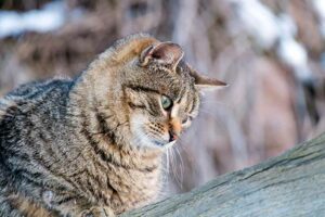 A prevenção do parasita do gato é realmente necessária no inverno?