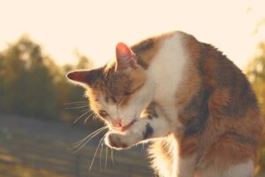 Cuidando do seu gato sênior |  Cat Care of Vinings