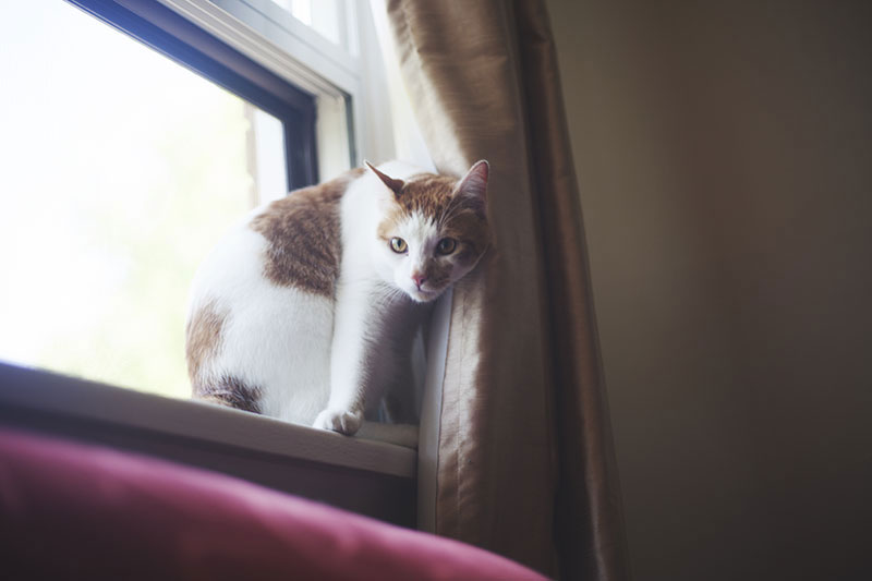 Cat Doors para telas: para portas traseiras, janelas e varandas