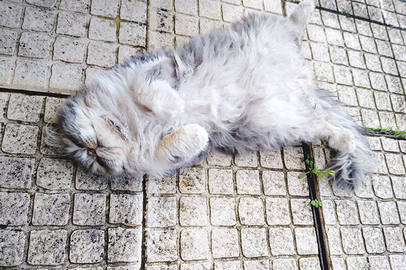 Por que os gatos dormem de costas?  11 possíveis explicações