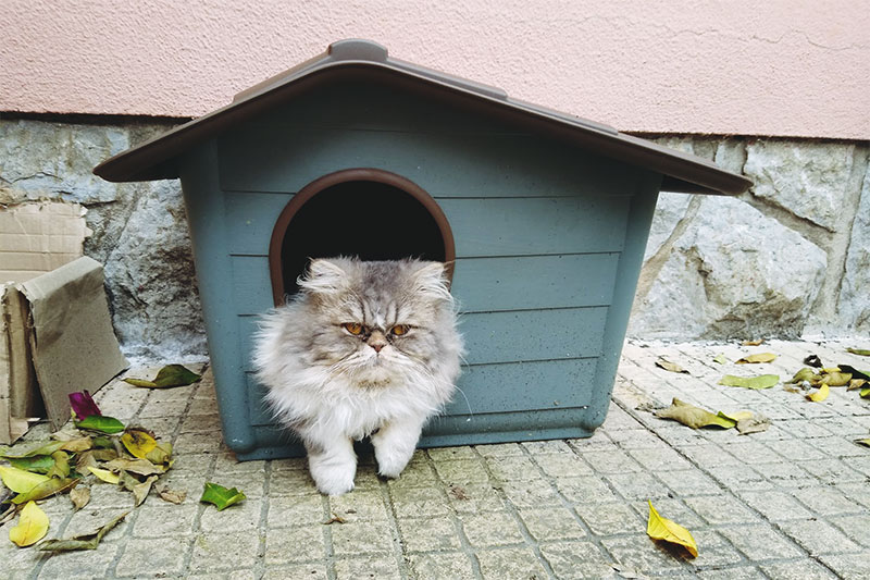 Instalações externas à prova d'água para gatos: mantendo os gatos secos em climas chuvosos