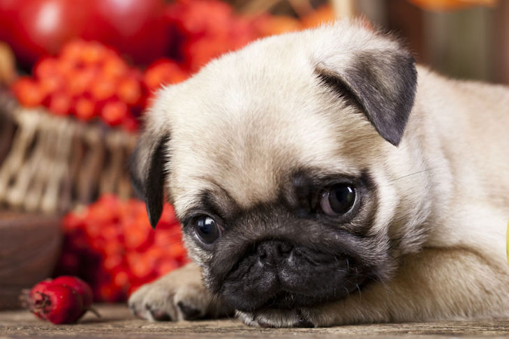 Os cães podem comer cranberries?  – American Kennel Club