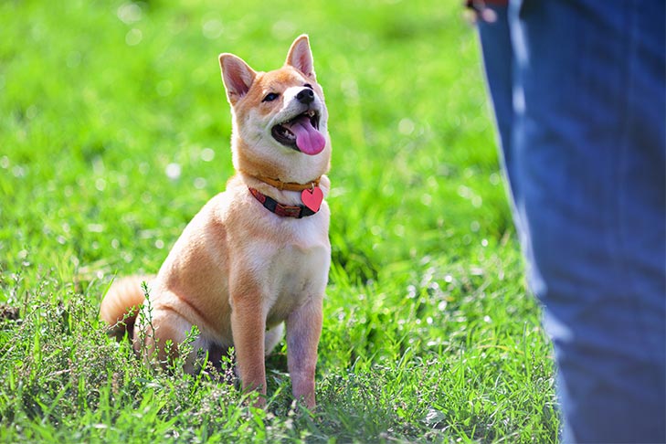 O que significa ter um cão responsável de acordo com um treinador