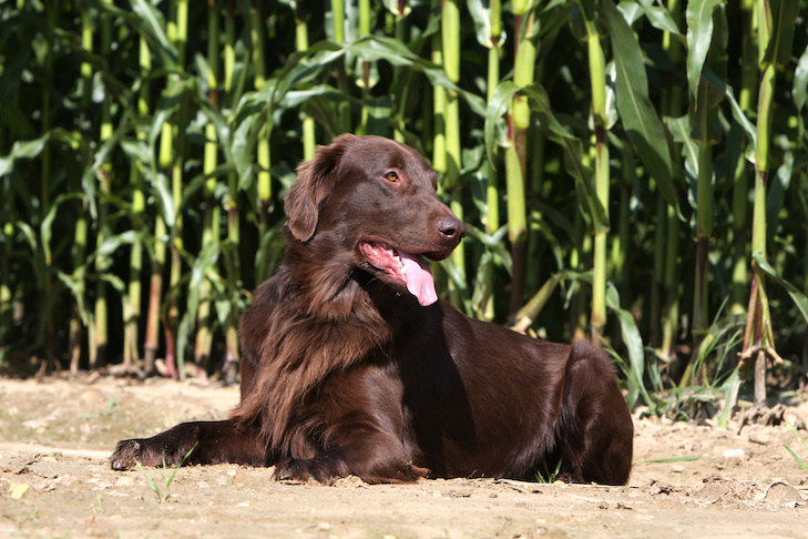 Superaquecimento de cães: sinais, sintomas e prevenção