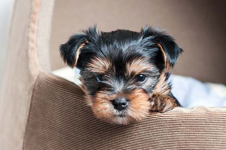 Primeiro ano de Yorkie: cronograma de treinamento para um filhote de cachorro yorkshire terrier – American Kennel Club