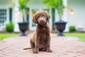 Qual cachorro é certo para mim?  Como escolher a raça perfeita – American Kennel Club